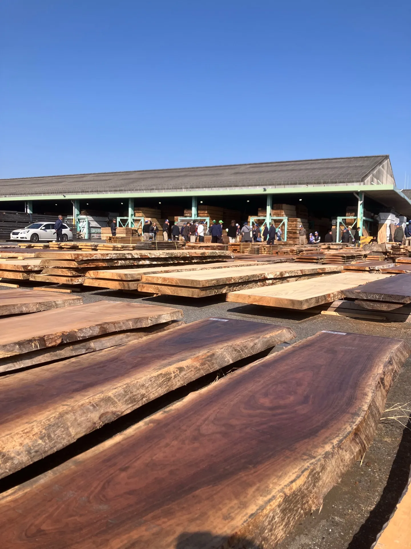 職人技と花の競演──つくば銘木市場と笠間菊まつりを巡る一日