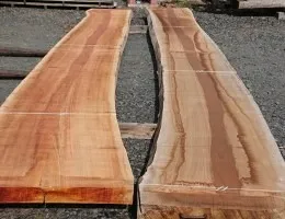 千葉県流山市W工務店様 ケヤキ・カウンター